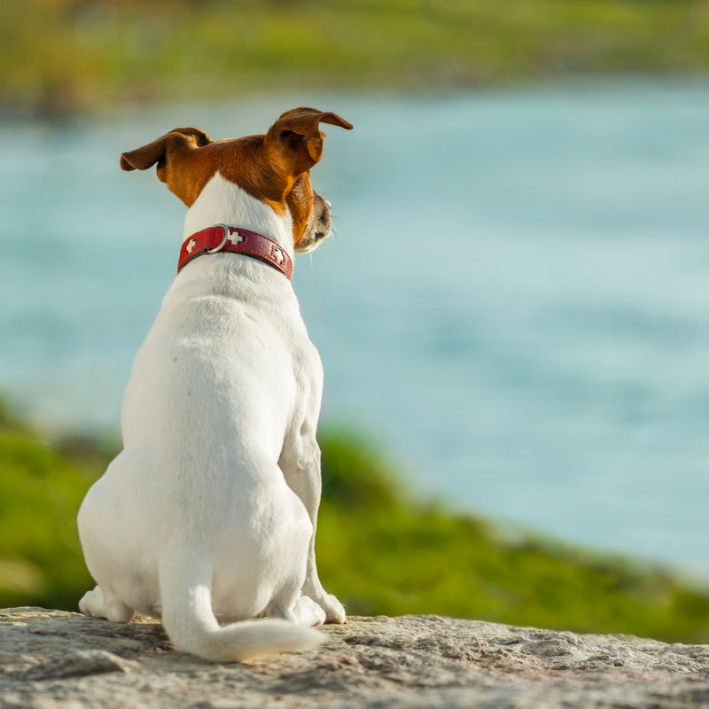 guarda compartilhada de pets 2 (2)