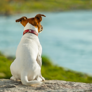 Guarda do animal de estimação Guarda do animal de estimação